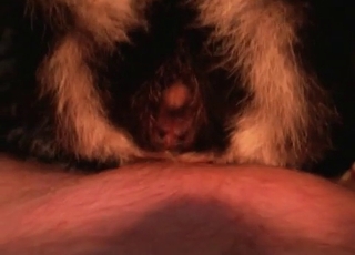 Close up action of a zoophile and a horny animal