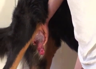 Sexy black doggy is enjoying intensive bestiality