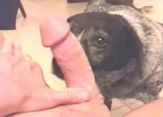 Denne underdanige hvalp giver sin ejer en blowjob