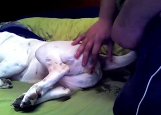 My husband is trying hard to bang with his doggy