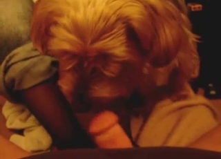 Blowjob in the POV mode for a hot doggy