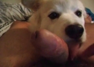 Sweet mutt is sucking a dick like a pornstar