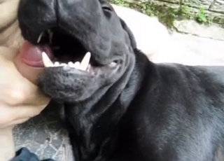 Watch how a sexy doggy is licking a hard boner