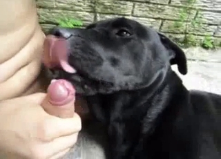 Watch how a sexy doggy is licking a hard boner