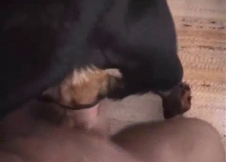 The tight hole of this dog gets banged by a fat lad