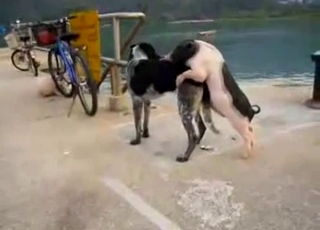 Small and young dog fucks a big aggressive beast