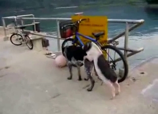 Small and young dog fucks a big aggressive beast