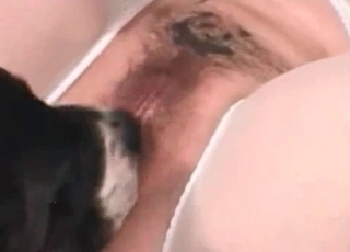 This slut wears pantyhose and gets orally serviced by a pup