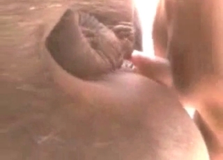 Sweet stallion anally penetrated from behind