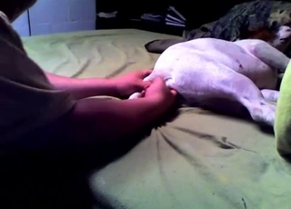 Beagle is getting penetrated with a huge dildo toy