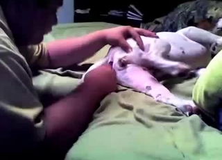 Beagle is getting penetrated with a huge dildo toy
