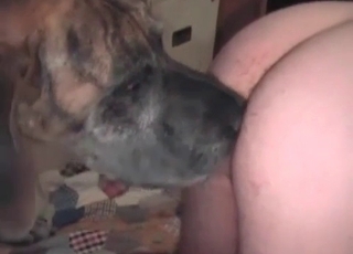 Fast sex with a big dog and zoophile