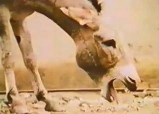 Two horny mules are fucking each other from behind