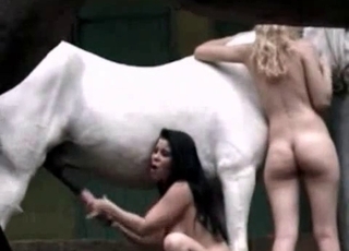 White horse is having naughty times with two sluts