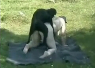 Chubby hooker and her doggy have good fuck