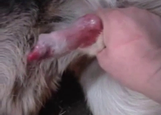 Furry boner nicely stimulated by a horny farmer