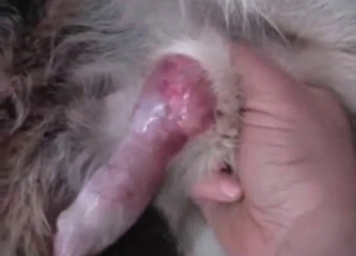 Furry boner nicely stimulated by a horny farmer