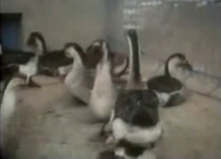 Amazingly intense bestiality in this compilation