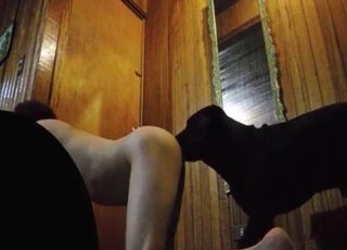 Raw vagina licked by a trained and obedient animal