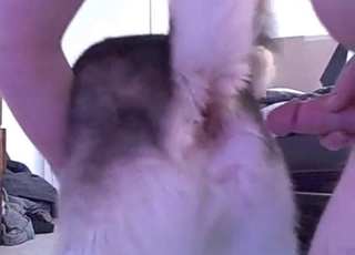 Animal cunt nicely fucked by a big cock