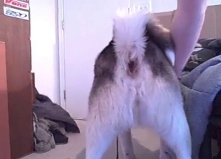 Animal cunt nicely fucked by a big cock
