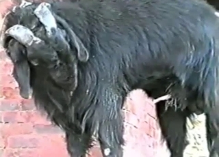 Sexy dark goat is licking his own urine