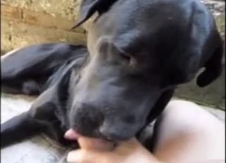 This black dog is used for some blowjob entertainment
