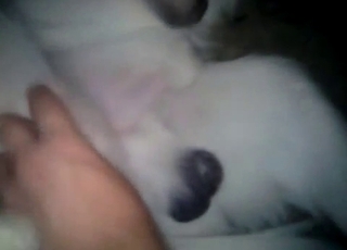 Trained white doggy is enjoying bestiality XXX