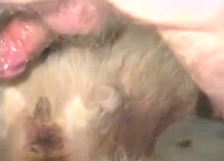 White doggie having some nasty action