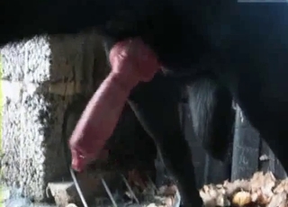 Black doggy and a passionate amateur hottie