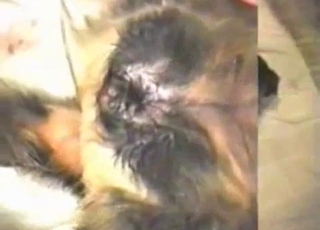 Crazy and nasty amateur bestiality sex action