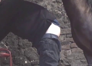 Man's asshole gets torn apart by an endowed stallion