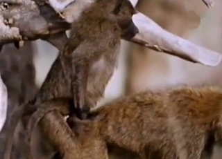 Pair of horny animals are having sexual fun outside