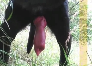 Amazingly horny black hound has a large cock