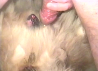 Horny fellow is not afraid to fuck this hot animal