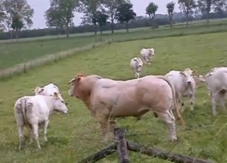 Passionate beasts having some amazing action outdoors