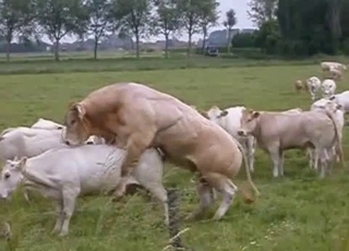 Passionate beasts having some amazing action outdoors