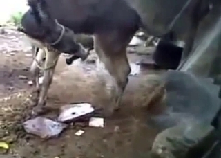 These horny animals have incredibly suckable dicks