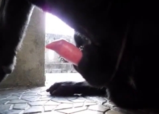 Doggy dick looks so sweet in the close-up angel