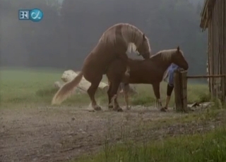 Hidden camera filming some intense horse fucking action