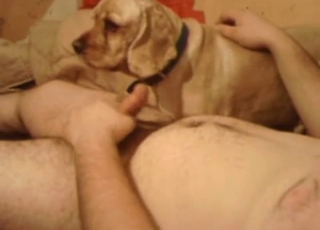 Man with a big dick gets sucked off by his doggo