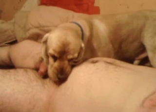 Man with a big dick gets sucked off by his doggo