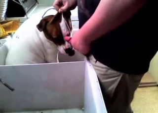 This dog gets totally facefucked by a really horny fellow