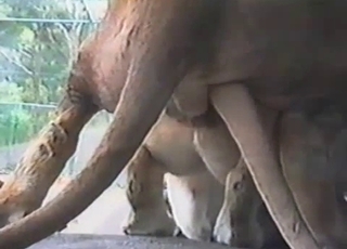 Lioness and lion have awesome outdoor bestiality XXX