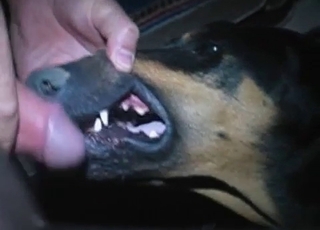 Horny fellow is facefucking his amazingly sweet doggo