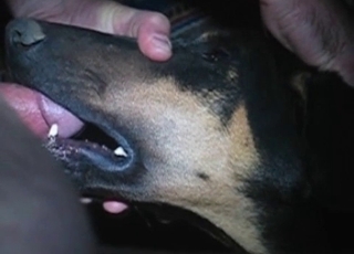 Horny fellow is facefucking his amazingly sweet doggo