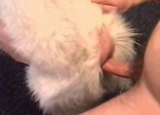 Insane orgy entertainment in this bestiality video