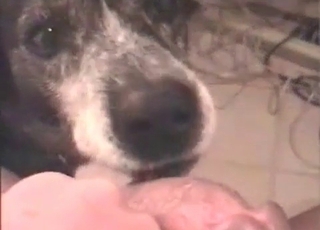 Big thick cock is licked by a pupper