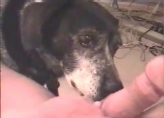 Big thick cock is licked by a pupper