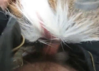 All sorts of extremely hot sex for horny animals